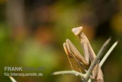 Europäische Gottesanbeterin, Mantis Religiosa 5 Europäische Gottesanbeterin, Mantis Religiosa -Container Haustiere Geschäft Europaeische Gottesanbeterin Mantis religiosa
