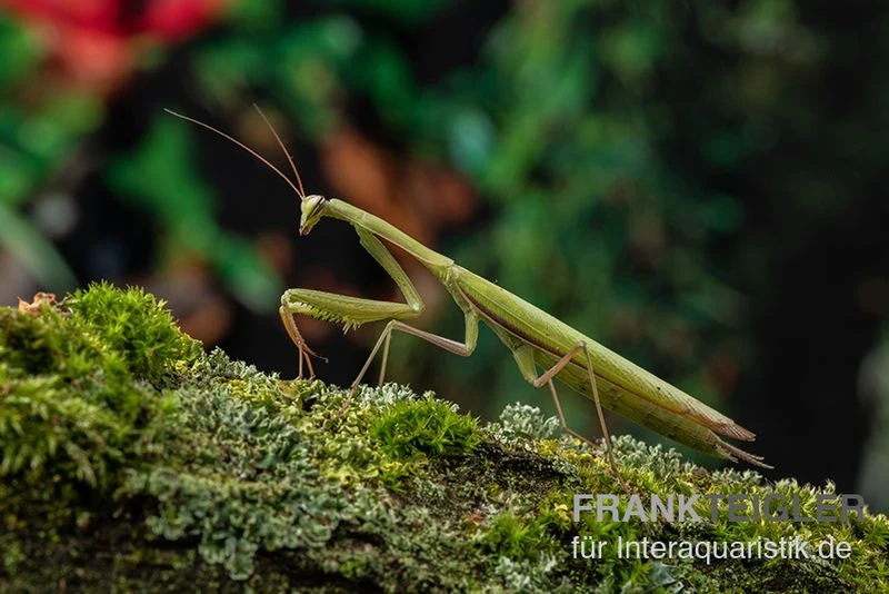 Europäische Gottesanbeterin, Mantis religiosa Europäische Gottesanbeterin, Mantis Religiosa -Container Haustiere Geschäft Europaeische Gottesanbeterin Mantis religiosa neu 1