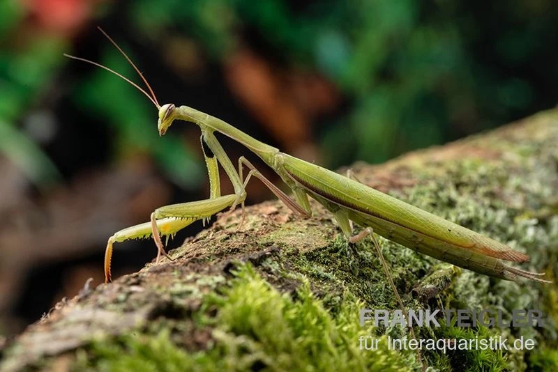 Europäische Gottesanbeterin, Mantis religiosa Europäische Gottesanbeterin, Mantis Religiosa -Container Haustiere Geschäft Europaeische Gottesanbeterin Mantis religiosa neu 2