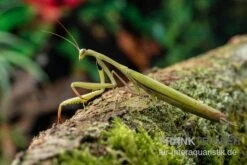 Europäische Gottesanbeterin, Mantis Religiosa 4 Europäische Gottesanbeterin, Mantis Religiosa -Container Haustiere Geschäft Europaeische Gottesanbeterin Mantis religiosa neu 3