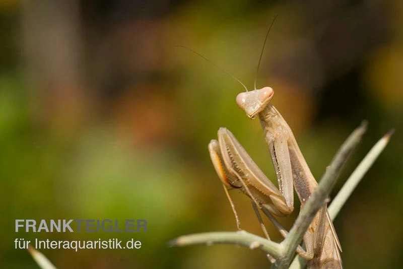 Europäische Gottesanbeterin, Mantis religiosa Europäische Gottesanbeterin, Mantis Religiosa -Container Haustiere Geschäft Europaeische Gottesanbeterin Mantis religiosa