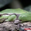 Europäischer Laubfrosch, Hyla Arborea -Container Haustiere Geschäft Europaeischer Laubfrosch Hyla arborea