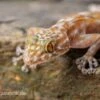 Fächerfingergecko, Ptyodactylus Ragazzi -Container Haustiere Geschäft Faecherfingergecko Ptyodactylus ragazzi 1