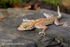 Fächerfingergecko, Ptyodactylus Ragazzi -Container Haustiere Geschäft Faecherfingergecko Ptyodactylus ragazzi 2