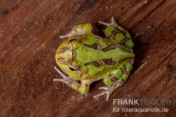 Fantasy Pacman Frog Grün, Ceratophrys Cornuta X Ceratophrys Cranwelli 4 Fantasy Pacman Frog Grün, Ceratophrys Cornuta X Ceratophrys Cranwelli -Container Haustiere Geschäft Fantasy Pacman Frog gruen C cornuta x C cranwelli 03