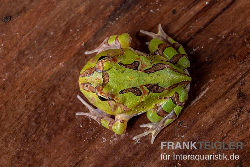 Fantasy Pacman Frog grün, Ceratophrys cornuta x Ceratophrys cranwelli Fantasy Pacman Frog Grün, Ceratophrys Cornuta X Ceratophrys Cranwelli -Container Haustiere Geschäft Fantasy Pacman Frog gruen C cornuta x C cranwelli 03