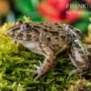 Südostasiatischer Reisfrosch, Fejervarya Limnocharis 1 Südostasiatischer Reisfrosch, Fejervarya Limnocharis -Container Haustiere Geschäft Fejervarya limnocharis Suedostasiatischer Reisfrosch