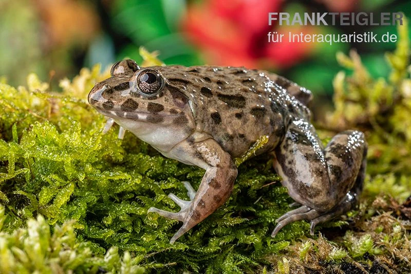 Südostasiatischer Reisfrosch, Fejervarya limnocharis Südostasiatischer Reisfrosch, Fejervarya Limnocharis -Container Haustiere Geschäft Fejervarya limnocharis Suedostasiatischer Reisfrosch