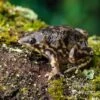 Ferkelfrosch, Hemisus Marmoratus 2 Ferkelfrosch, Hemisus Marmoratus -Container Haustiere Geschäft Ferkelfrosch Hemisus marmoratus neu 1