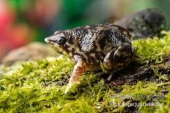Ferkelfrosch, Hemisus Marmoratus 4 Ferkelfrosch, Hemisus Marmoratus -Container Haustiere Geschäft Ferkelfrosch Hemisus marmoratus neu 3