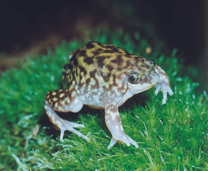 Ferkelfrosch, Hemisus marmoratus Ferkelfrosch, Hemisus Marmoratus -Container Haustiere Geschäft Ferkelfrosch Hemisus marmoratus