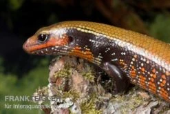 Feuerskink, Riopa Fernandi