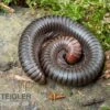 Firehead-Millipede, Spirostreptus Servatius 2 Firehead-Millipede, Spirostreptus Servatius -Container Haustiere Geschäft Firehead Millipede