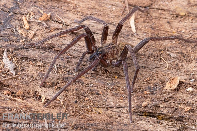 Fishing Spider, Dolomedes sp. Nigeria Fishing Spider, Dolomedes Sp. Nigeria -Container Haustiere Geschäft Fishing Spider Dolomedes sp Nigeria 2
