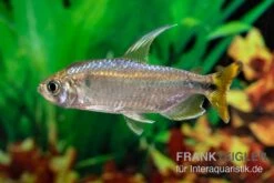 Flammenkongosalmler, Alestopetersius Nigropterus -Container Haustiere Geschäft Flammenkongosalmler Alestopetersius nigropterus 2 1