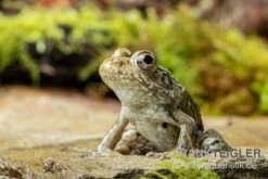 Flussfrosch, Rana Heckscheri -Container Haustiere Geschäft Flussfrosch Rana heckscheri 3