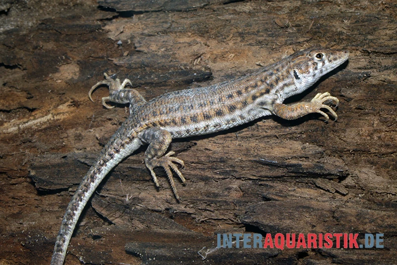 Franseneidechse, Acanthodactylus boskianus Franseneidechse, Acanthodactylus Boskianus -Container Haustiere Geschäft Franseneidechse Acanthodactylus boskianus 1