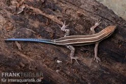 Fünfstreifenskink, Trachylepis Quinquetaeniata 3 Fünfstreifenskink, Trachylepis Quinquetaeniata -Container Haustiere Geschäft Fuenfstreifenskink Trachylepis quinquetaeniata 1 neu jpg