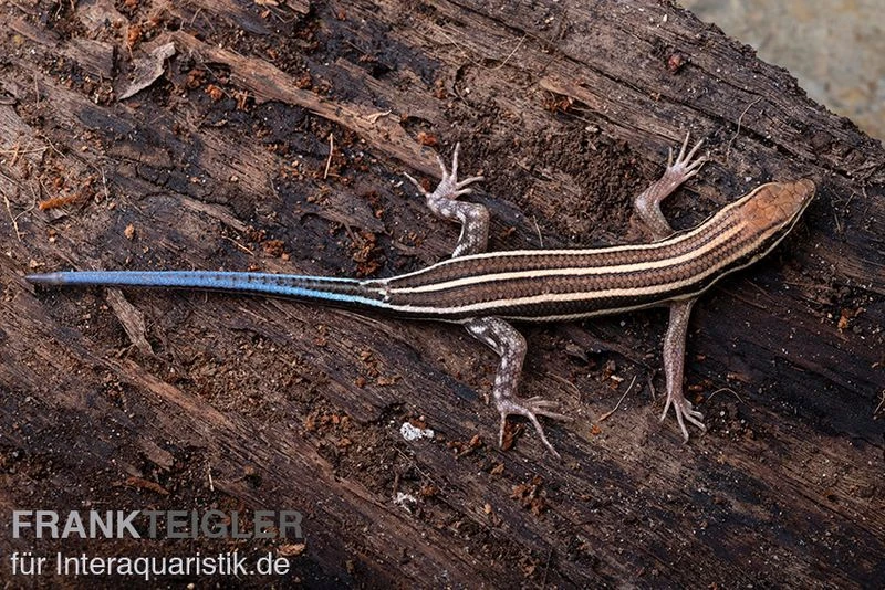 Fünfstreifenskink, Trachylepis quinquetaeniata Fünfstreifenskink, Trachylepis Quinquetaeniata -Container Haustiere Geschäft Fuenfstreifenskink Trachylepis quinquetaeniata 1 neu jpg