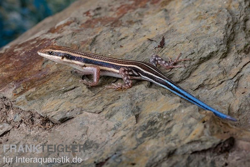 Fünfstreifenskink, Trachylepis quinquetaeniata Fünfstreifenskink, Trachylepis Quinquetaeniata -Container Haustiere Geschäft Fuenfstreifenskink Trachylepis quinquetaeniata 2 neu jpg