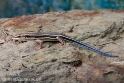 Fünfstreifenskink, Trachylepis Quinquetaeniata 4 Fünfstreifenskink, Trachylepis Quinquetaeniata -Container Haustiere Geschäft Fuenfstreifenskink Trachylepis quinquetaeniata 3 neu jpg