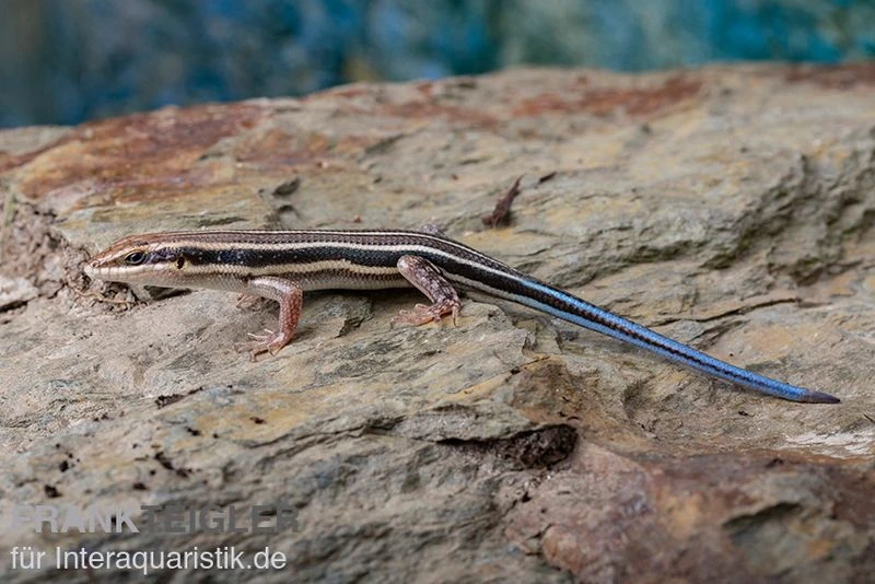 Fünfstreifenskink, Trachylepis quinquetaeniata Fünfstreifenskink, Trachylepis Quinquetaeniata -Container Haustiere Geschäft Fuenfstreifenskink Trachylepis quinquetaeniata 3 neu jpg