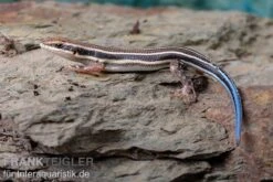 Fünfstreifenskink, Trachylepis Quinquetaeniata 5 Fünfstreifenskink, Trachylepis Quinquetaeniata -Container Haustiere Geschäft Fuenfstreifenskink Trachylepis quinquetaeniata 4 neu jpg