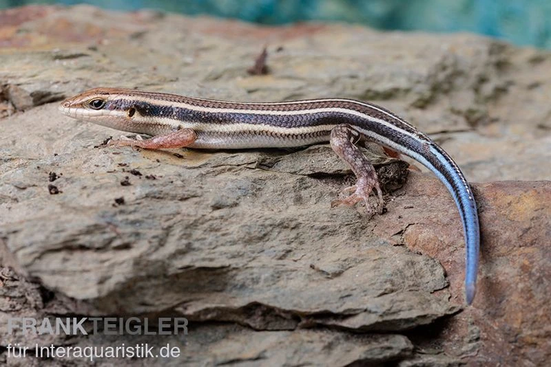 Fünfstreifenskink, Trachylepis quinquetaeniata Fünfstreifenskink, Trachylepis Quinquetaeniata -Container Haustiere Geschäft Fuenfstreifenskink Trachylepis quinquetaeniata 5 neu jpg