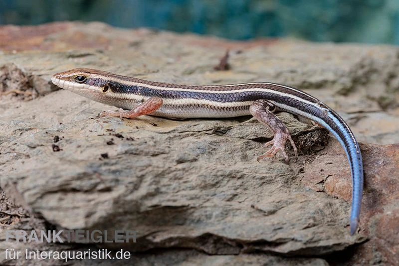 Fünfstreifenskink, Trachylepis quinquetaeniata Fünfstreifenskink, Trachylepis Quinquetaeniata -Container Haustiere Geschäft Fuenfstreifenskink Trachylepis quinquetaeniata 6 neu jpg