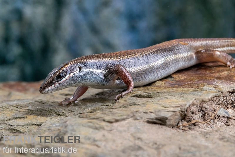 Fünfstreifenskink, Trachylepis quinquetaeniata Fünfstreifenskink, Trachylepis Quinquetaeniata -Container Haustiere Geschäft Funfstreifenskink Trachylepis quinquetaeniata 2 1