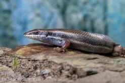 Fünfstreifenskink, Trachylepis Quinquetaeniata 9 Fünfstreifenskink, Trachylepis Quinquetaeniata -Container Haustiere Geschäft Funfstreifenskink Trachylepis quinquetaeniata 2 2