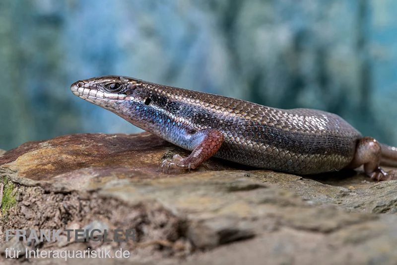 Fünfstreifenskink, Trachylepis quinquetaeniata Fünfstreifenskink, Trachylepis Quinquetaeniata -Container Haustiere Geschäft Funfstreifenskink Trachylepis quinquetaeniata 2 3