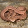Gansi-Eierschlange, Dasypeltis Gansi 2 Gansi-Eierschlange, Dasypeltis Gansi -Container Haustiere Geschäft Gansi Eierschlange Dasypeltis gansi neu 1