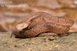 Gansi-Eierschlange, Dasypeltis Gansi -Container Haustiere Geschäft Gansi Eierschlange Dasypeltis gansi neu 2