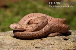 Gansi-Eierschlange, Dasypeltis Gansi -Container Haustiere Geschäft Gansi Eierschlange Dasypeltis gansi neu 3