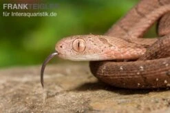 Gansi-Eierschlange, Dasypeltis Gansi -Container Haustiere Geschäft Gansi Eierschlange Dasypeltis gansi neu 4