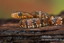 Gebänderte Wassernatter, Nerodia Fasciata -Container Haustiere Geschäft Gebaenderte Wassernatter Nerodia fasciata 2
