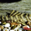 Gebänderter Zwergschilderwels, L038, Peckoltia Spec. -Container Haustiere Geschäft Gebaenderter Zwergschilderwels L038 Peckoltia spec