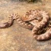 Gefleckte Nachtschlange, Hypsiglena Torquata 2 Gefleckte Nachtschlange, Hypsiglena Torquata -Container Haustiere Geschäft Gefleckte Nachtschlange Hypsiglena torquata 1