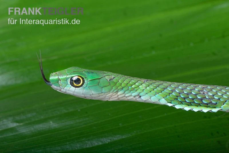 Gefleckte Strauchnatter, Philothamnus punctatus Gefleckte Strauchnatter, Philothamnus Punctatus -Container Haustiere Geschäft Gefleckte Strauchnatter Philothamnus punctatus 1