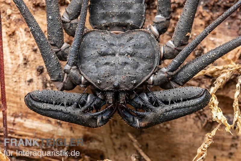 Geißelspinne, Phrynichus sp. Indonesien Geißelspinne, Phrynichus Sp. Indonesien -Container Haustiere Geschäft Geisselspinne Phrynichus sp Indonesien 2