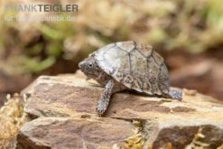 Gekielte Moschusschildkröte, Kinosternon Carinatum -Container Haustiere Geschäft Gekielte Moschusschildkroete Kinosternon spec