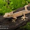 Streifengecko, Gekko Vittatus -Container Haustiere Geschäft Gekko vittatus RECFT02564