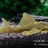 Gelber Phantomwels, L 200, Hemiancistrus Subviridis -Container Haustiere Geschäft Gelber Phantomwels L 200 Hemiancistrus subviridis 1