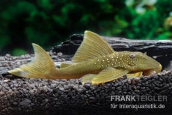 Gelber Phantomwels, L 200, Hemiancistrus Subviridis