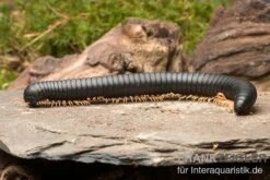 Gelbfüssiger Tausendfüßer, Microtrullius Uncinatus -Container Haustiere Geschäft Gelbfuessiger Tausendfuesser Microtrullius uncinatus 3