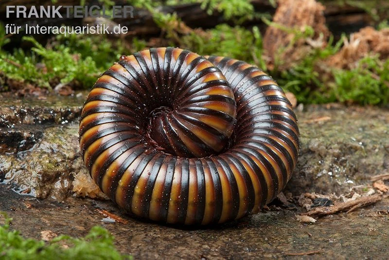 Gelbgebänderter Riesentausendfüßer, Pelmatojulus ligulatus Gelbgebänderter Riesentausendfüßer, Pelmatojulus Ligulatus -Container Haustiere Geschäft Gelbgebaenderter Riesentausendfuesser Pelmatojulus ligulatus 2
