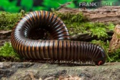 Gelbgebänderter Riesentausendfüßer, Pelmatojulus Ligulatus 4 Gelbgebänderter Riesentausendfüßer, Pelmatojulus Ligulatus -Container Haustiere Geschäft Gelbgebaenderter Riesentausendfuesser Pelmatojulus ligulatus 3