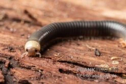 Gelbkopf Tausendfüßer, Spirobolus Sp. "Yellow Head" -Container Haustiere Geschäft Gelbkopf Tausendfuesser Spirobolus sp Yellow Head 5
