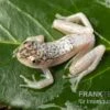 Gelbpunktriedfrosch, Heterixalus Alboguttatus -Container Haustiere Geschäft Gelbpunktriedfrosch Heterixalus alboguttatus 1